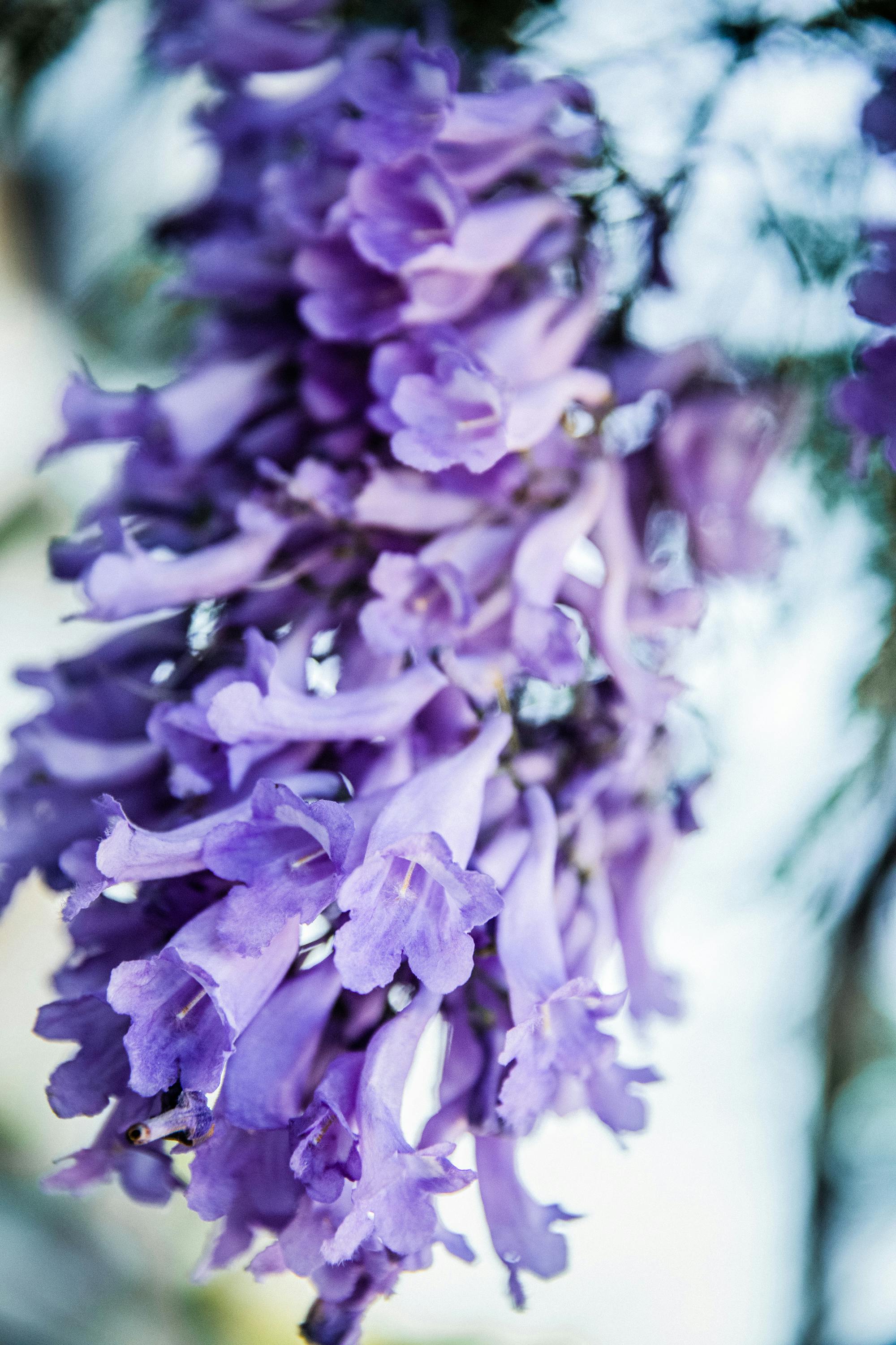 [Jacaranda mimosifolia]